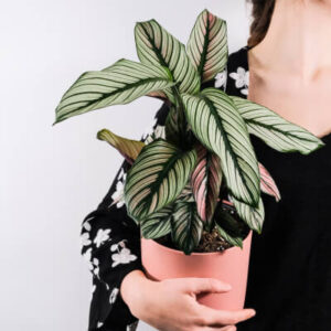 Plants Store Gallery Img 5 300x300