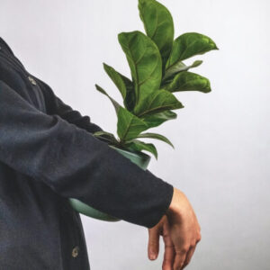 Plants Store Gallery Img 6 300x300